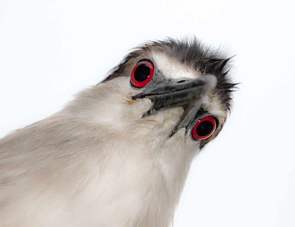 Why Do Birds' Eyes Change Colors? | Audubon