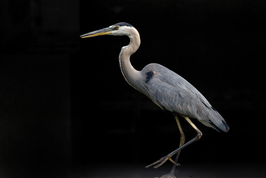 30 Herons Found Dead at Alberta Mining Site Audubon
