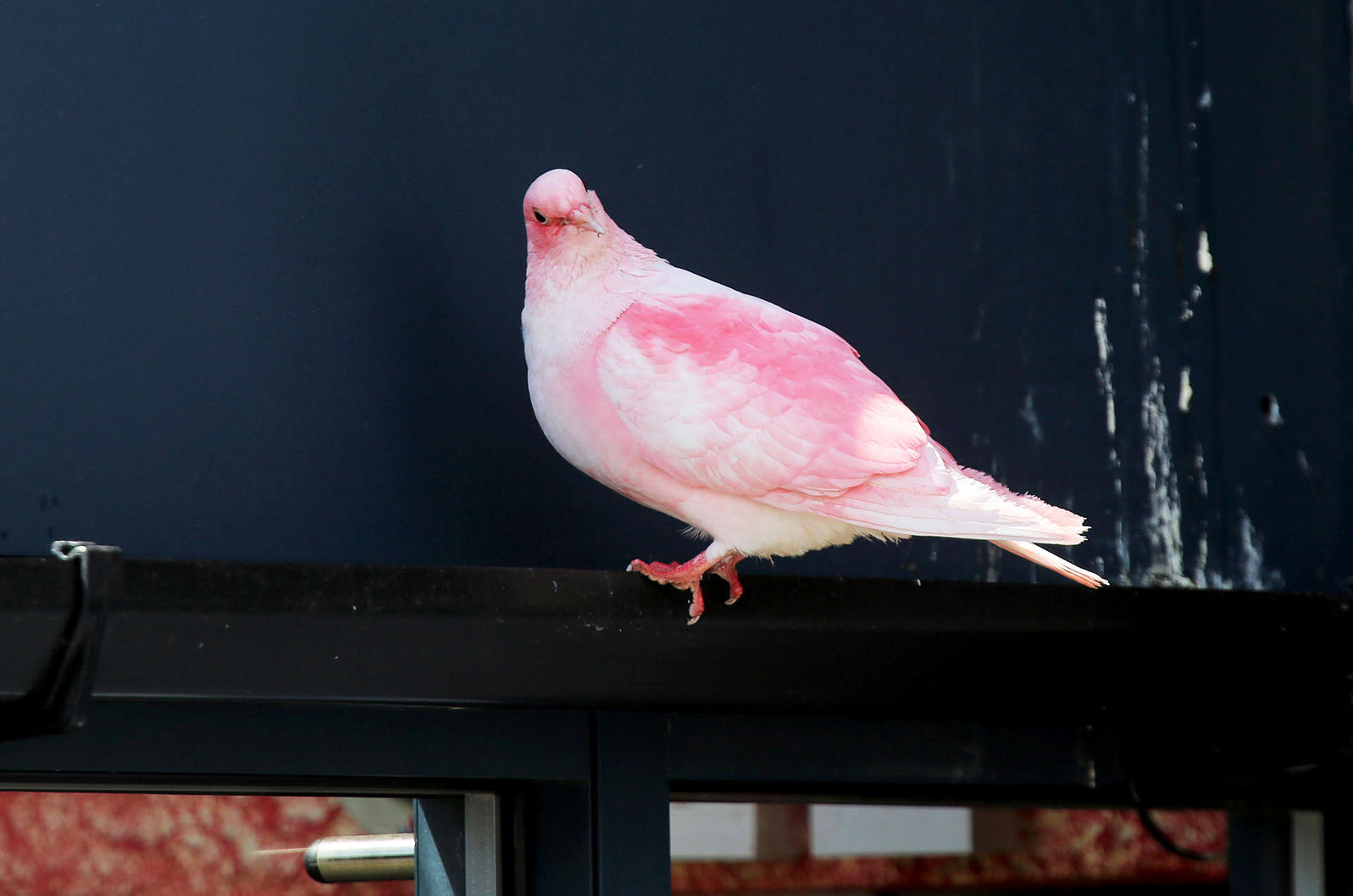 Why Are Some of England’s Pigeons Pink? Audubon