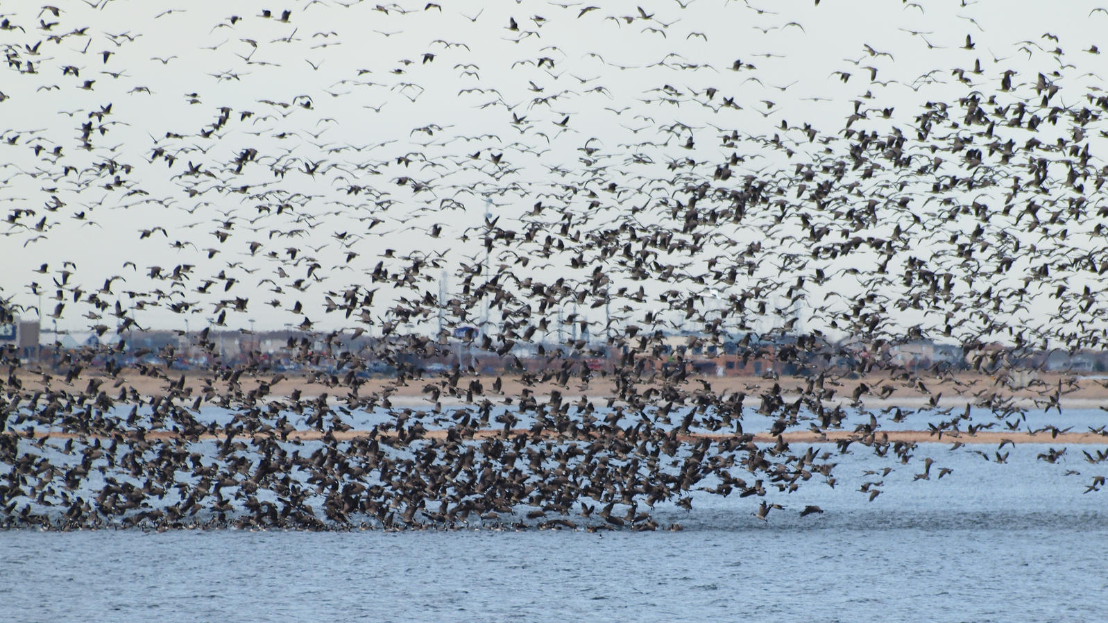 canada geese on migration