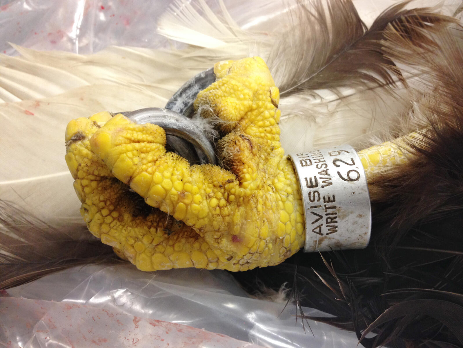 An Elegy For America S Oldest Bald Eagle Audubon oldest bald eagle