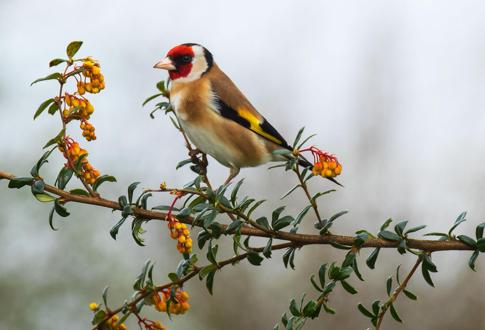 Vivaldi's Goldfinch | Audubon
