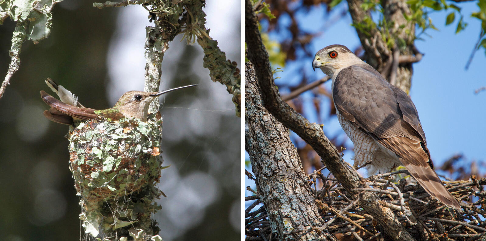 Why a Hawk Is a Hummingbird’s Best Friend Audubon