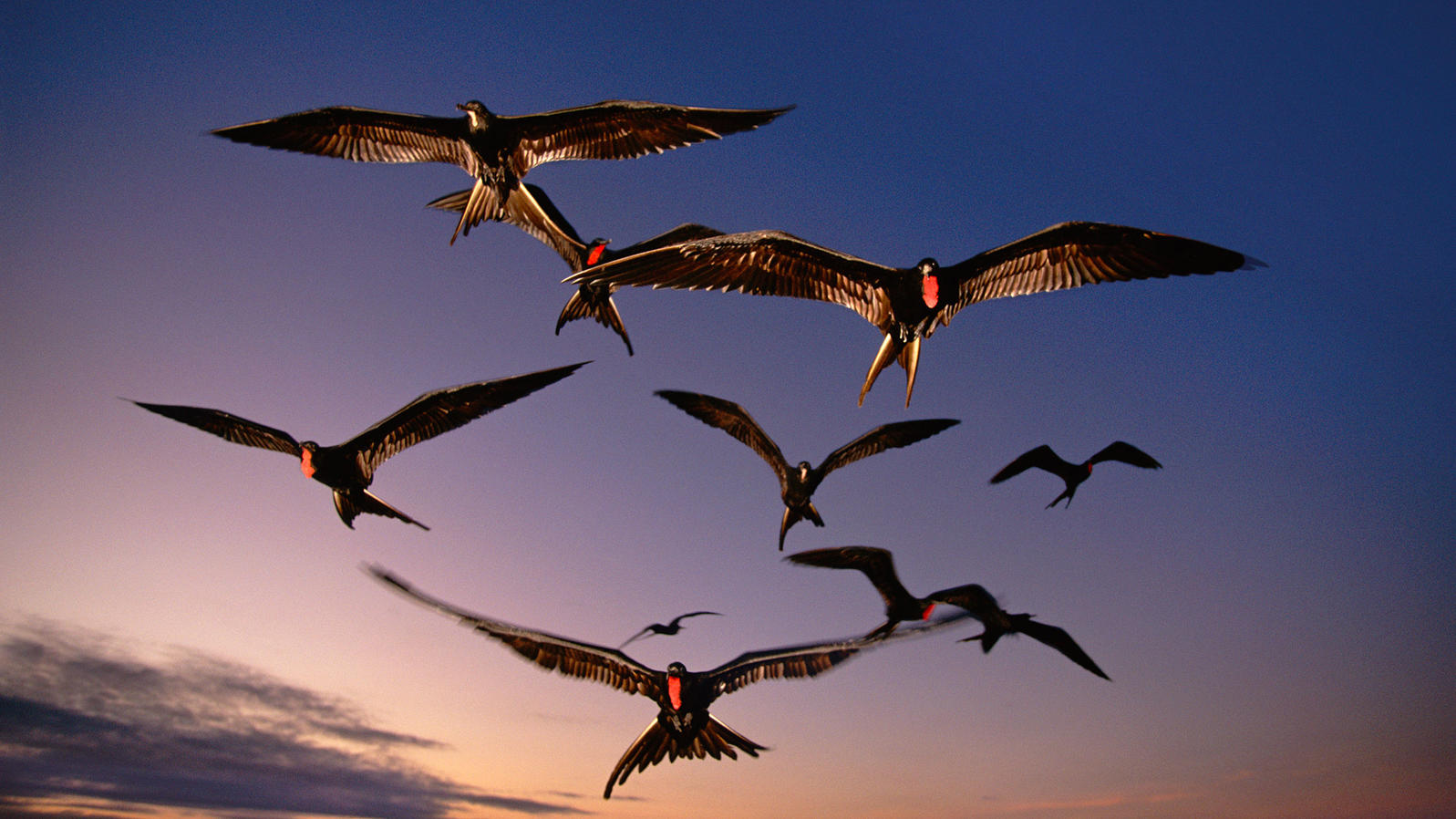 Scientists Finally Have Evidence That Frigatebirds Sleep While Flying Audubon