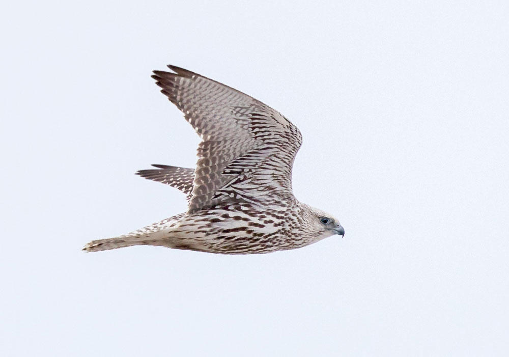 The 115th Christmas Bird Count In Canada Audubon
