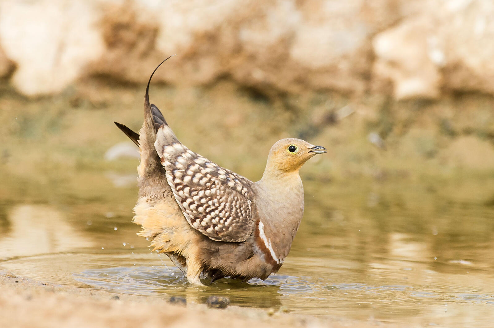 Why Would A Bird Carry Water In Its Feathers Audubon