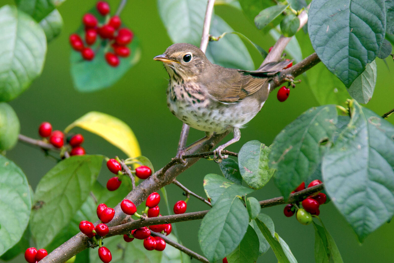 Migratory Birds Like Native Berries Best