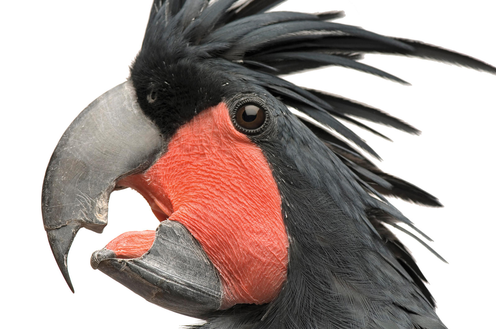 Pecking Order Audubon