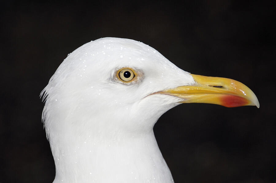 Why Do Gulls Have a Red Spot on Their Bills? | Audubon