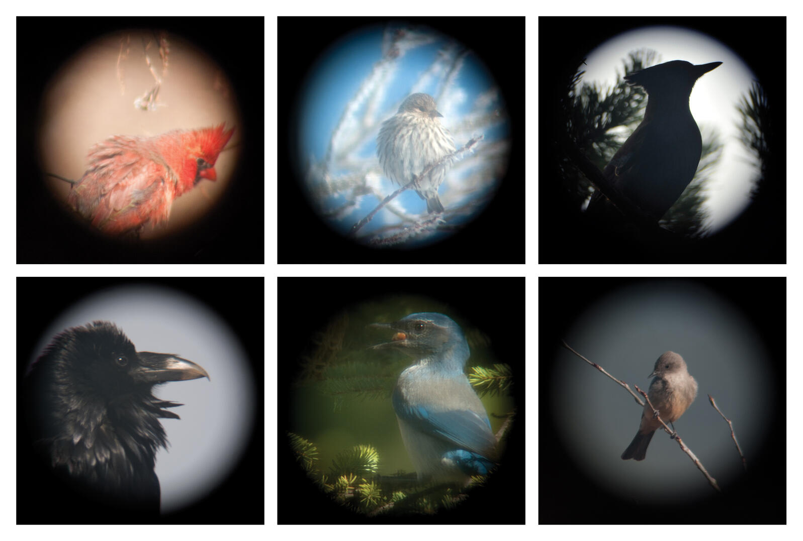 Birds Through a Spotting Scope Audubon