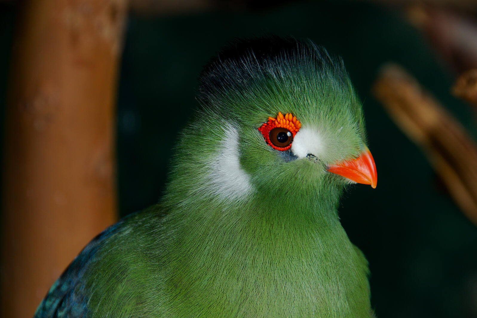 8 Green Birds From Around the World Audubon