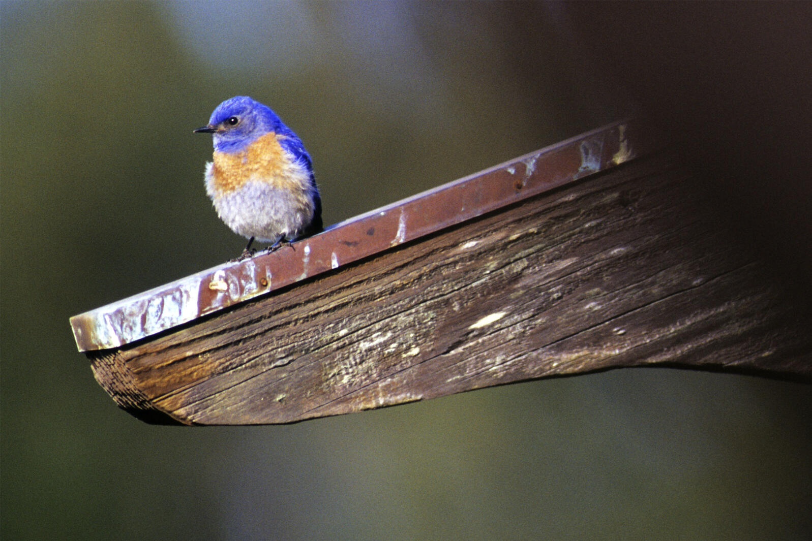 wildbird mountain bluebird