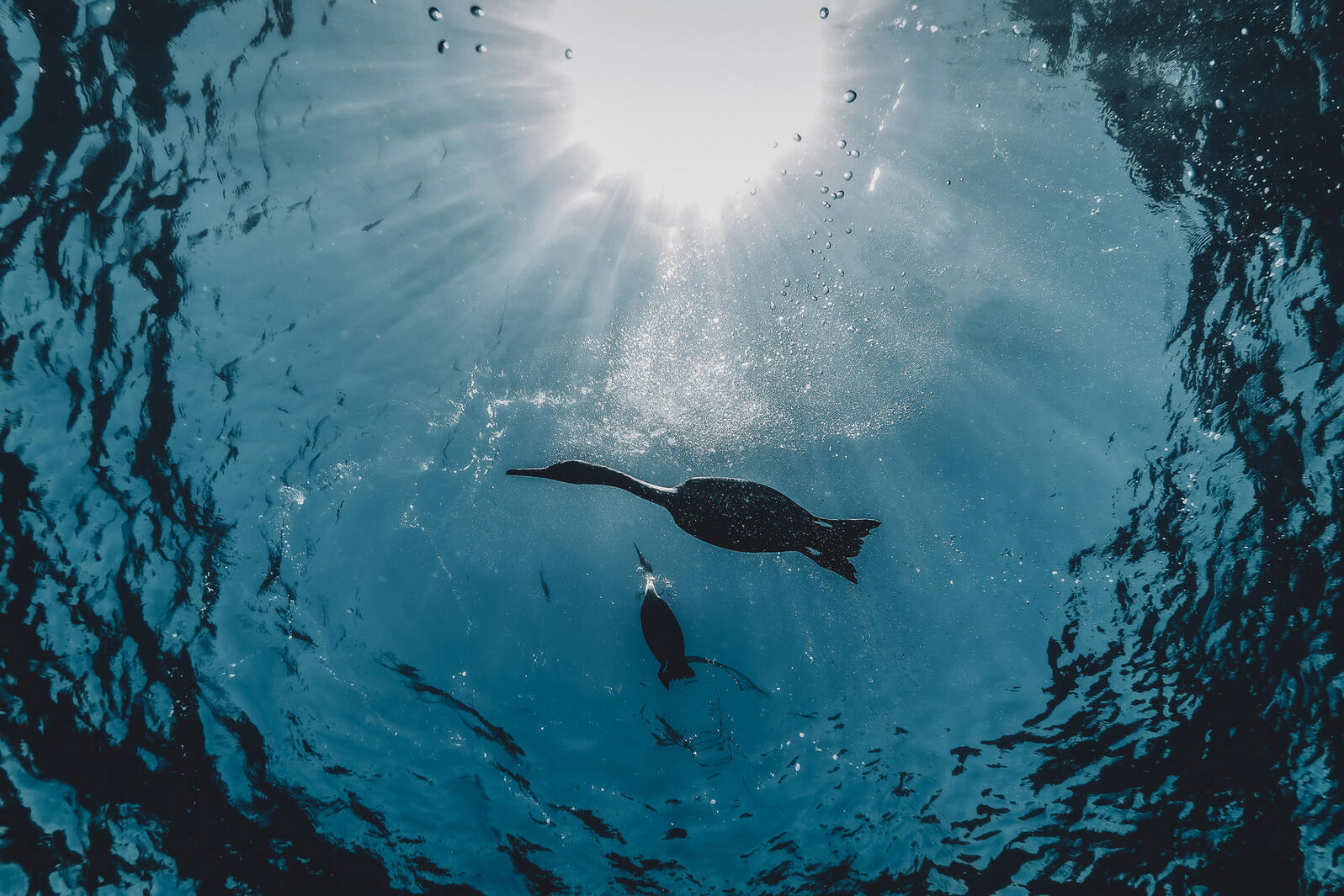 How to Snap Amazing Photos of Birds Under the Water Audubon