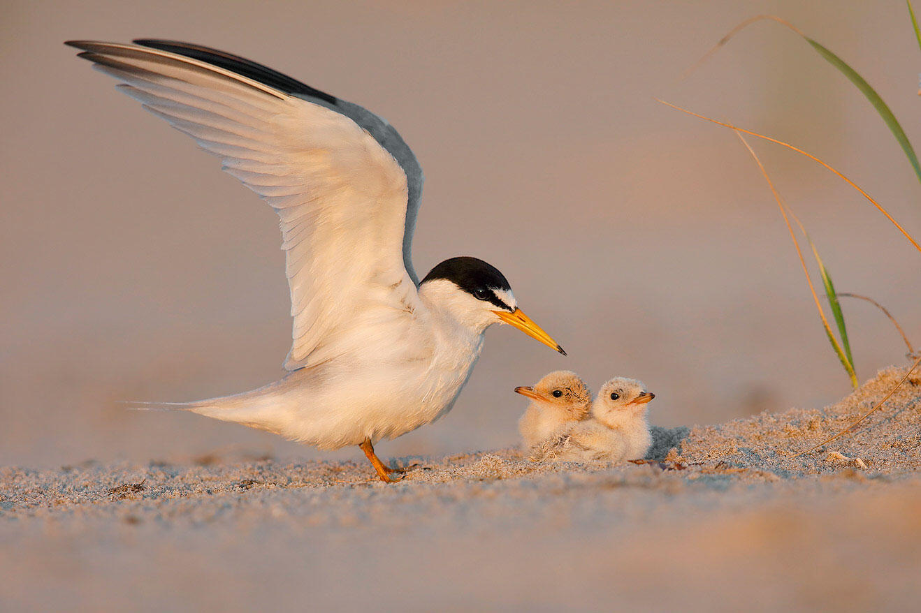 An Early-season Tropical Storm Wiped out Mississippi’s Beach-nesting Birds An Early-season Tropical Storm Wiped out Mississippi’s Beach-nesting Birds