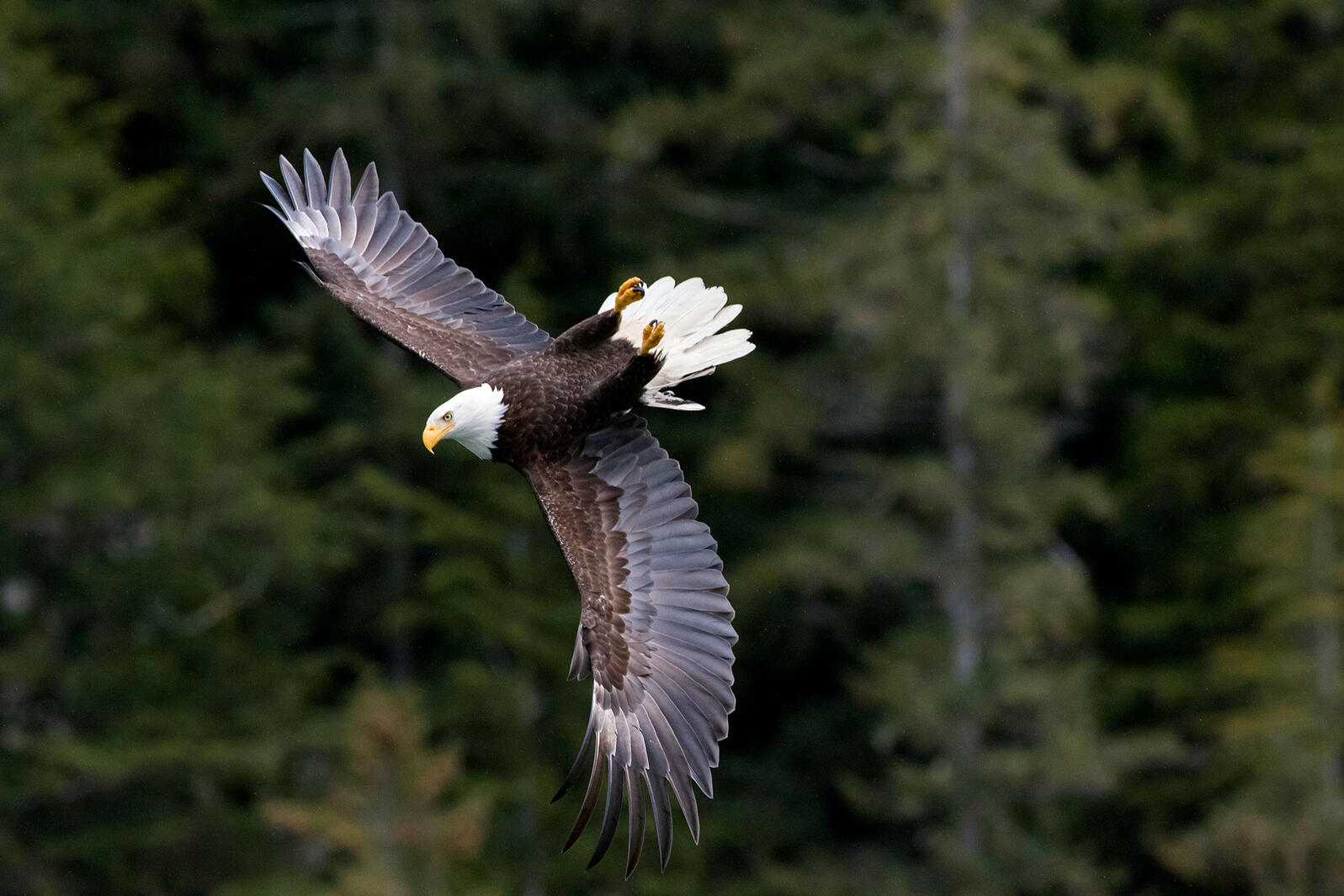 Forest Service Remove Roadless Protections for Tongass National Forest Forest Service Remove Roadless Protections for Tongass National Forest