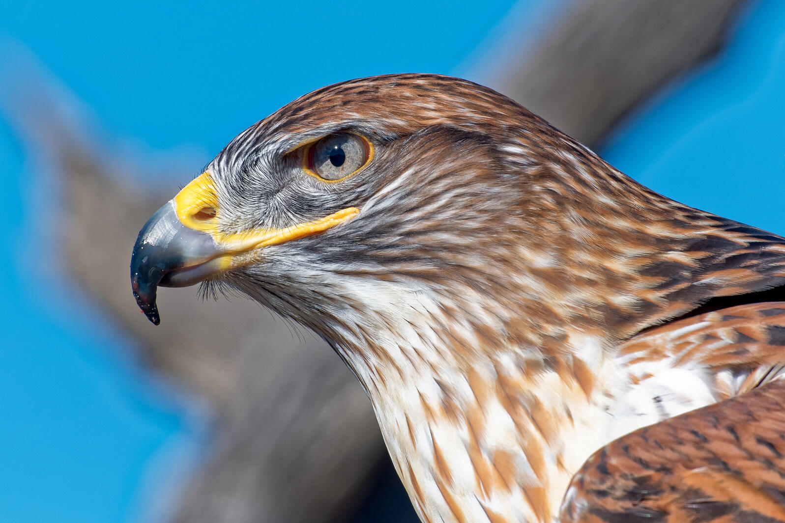 Bipartisan Effort Would Give Birds and Individuals “Refuge” in Southern California