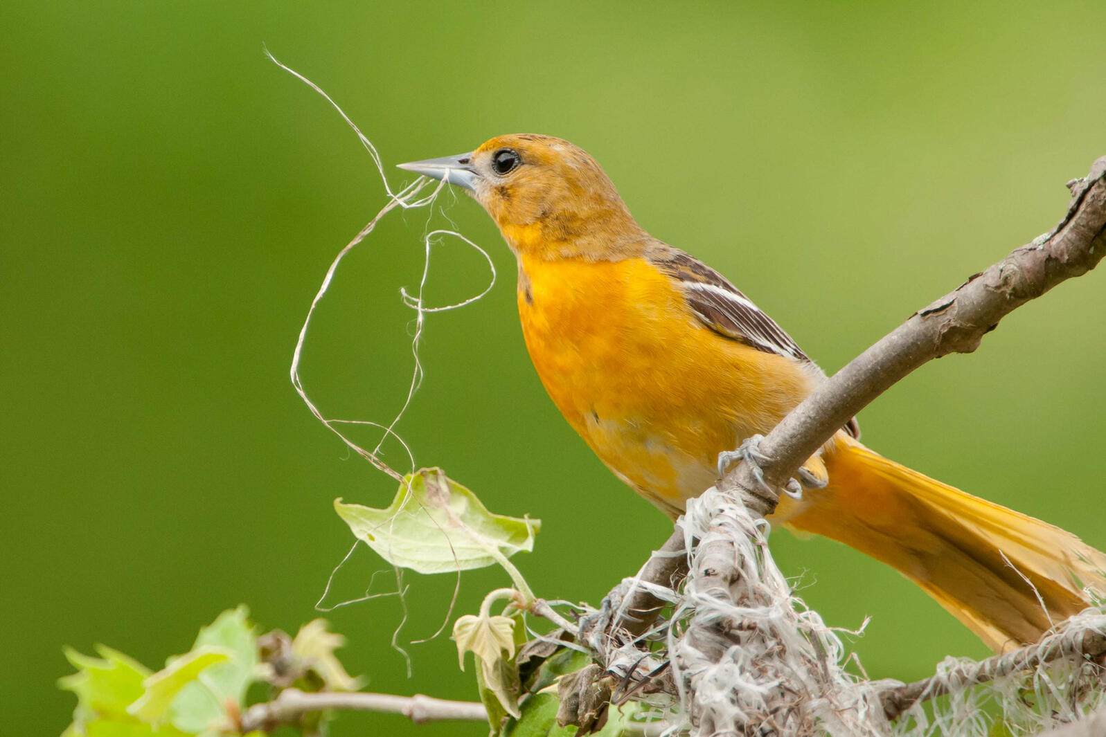 Trump Administration Continues Effort to Strip Away Bird Protections