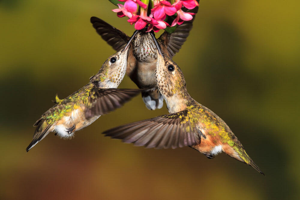 Audubon Presents First Online SpanishLanguage Field Guide for All