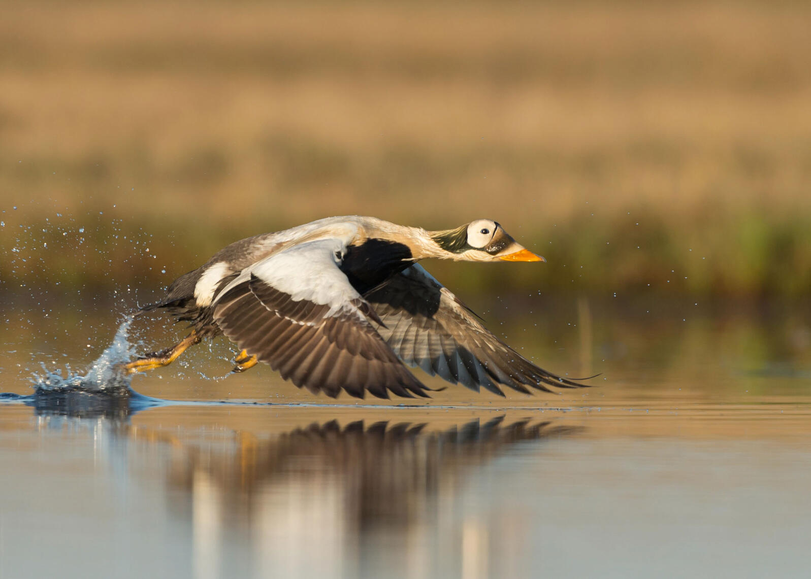 Redo Of Land Management Plan For Western Arctic Puts Globally Important Habitat Of Teshekpuk 