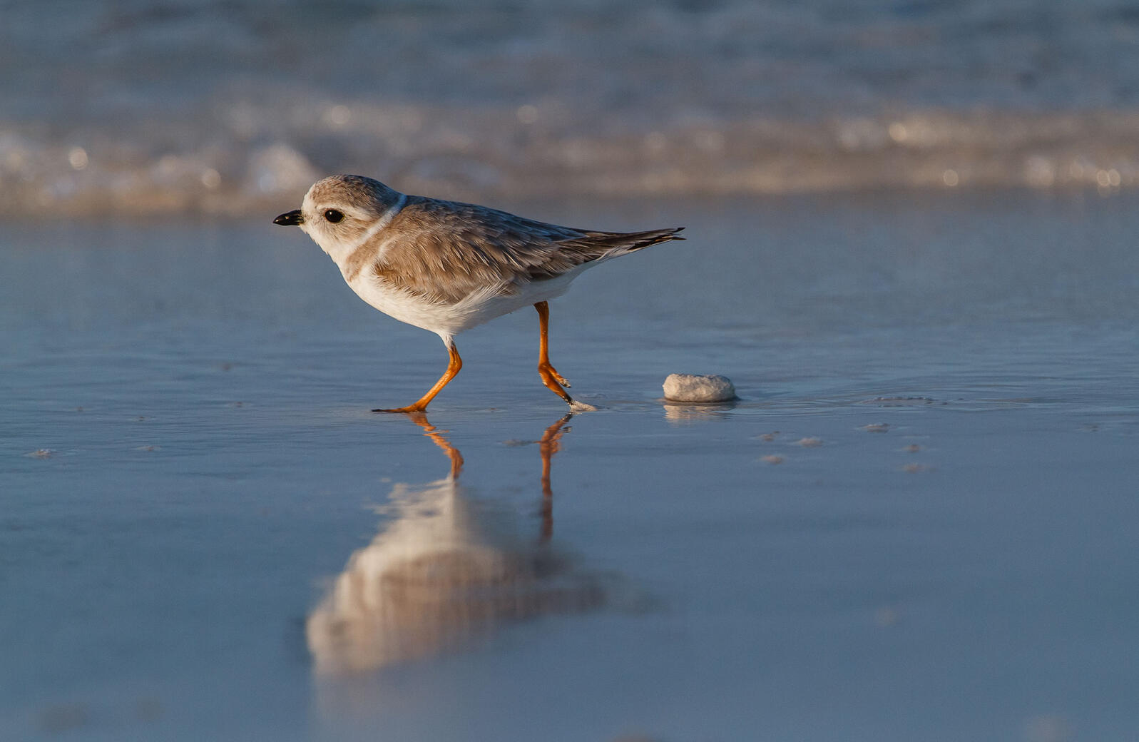 Proposed Mines in The Bahamas Threaten Winter Home of Migratory Shorebirds Proposed Mines in The Bahamas Threaten Winter Home of Migratory Shorebirds