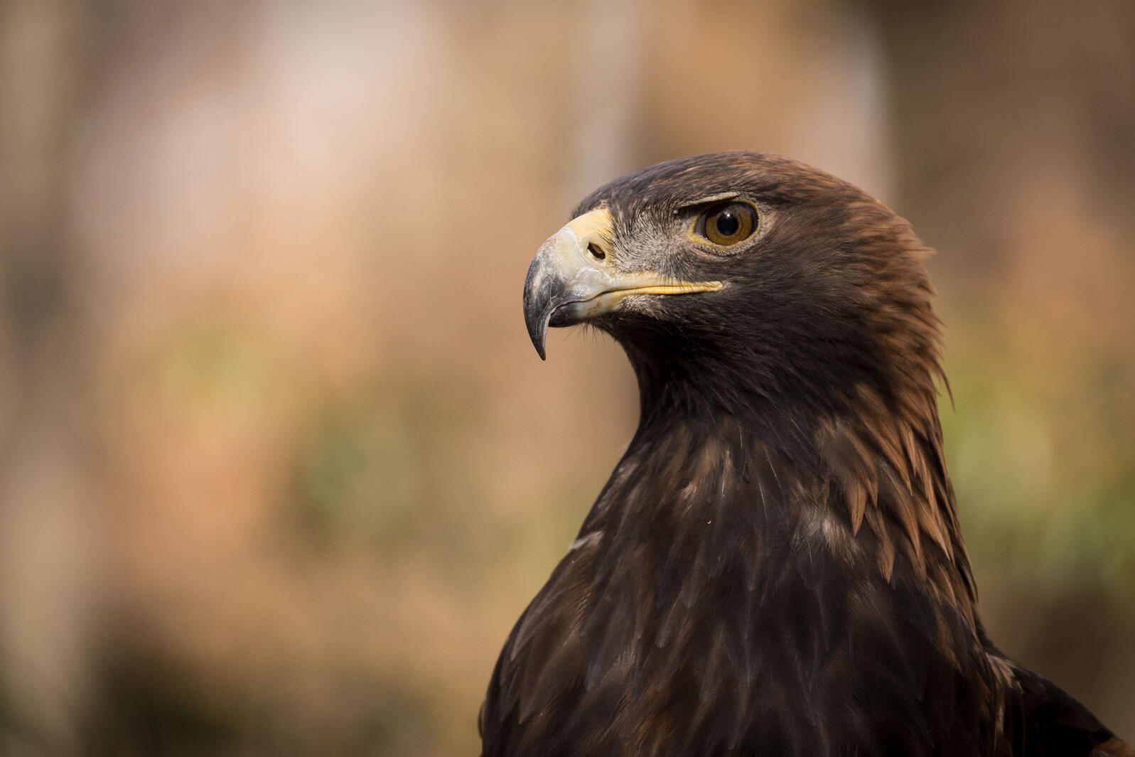 Audubon Joins Coalition to Sue Trump Administration Over Harmful NEPA Rules Audubon Joins Coalition to Sue Trump Administration Over Harmful NEPA Rules