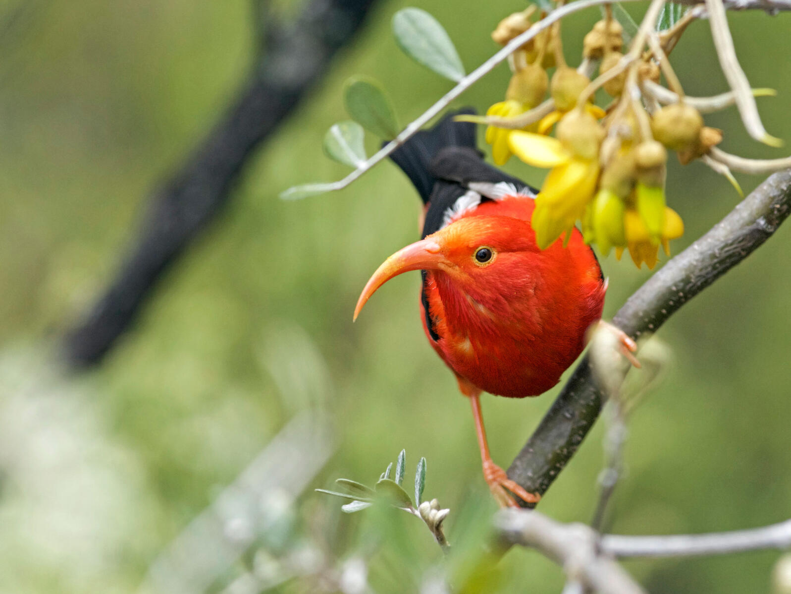 Protecting the Birds of Hawaiʻi Amid Environmental Carelessness Audubon