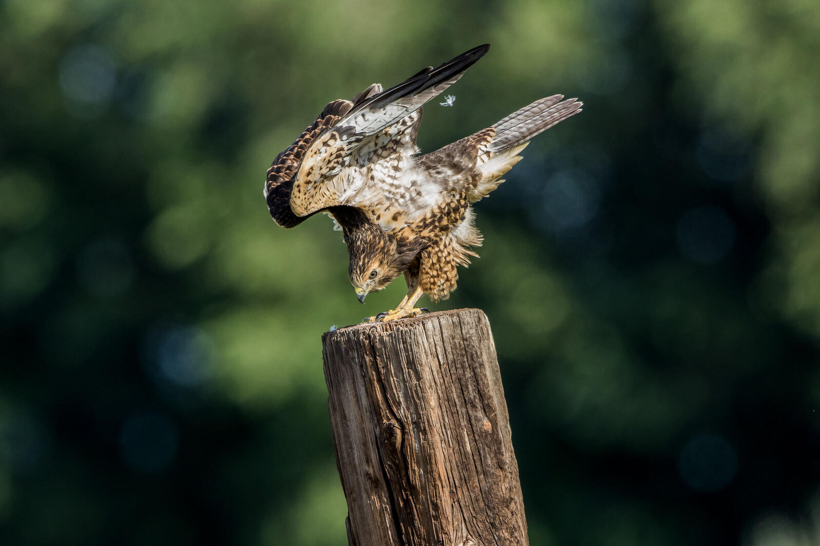 Swainson's Hawk. Marina Schultz/Audubon Photography Awards