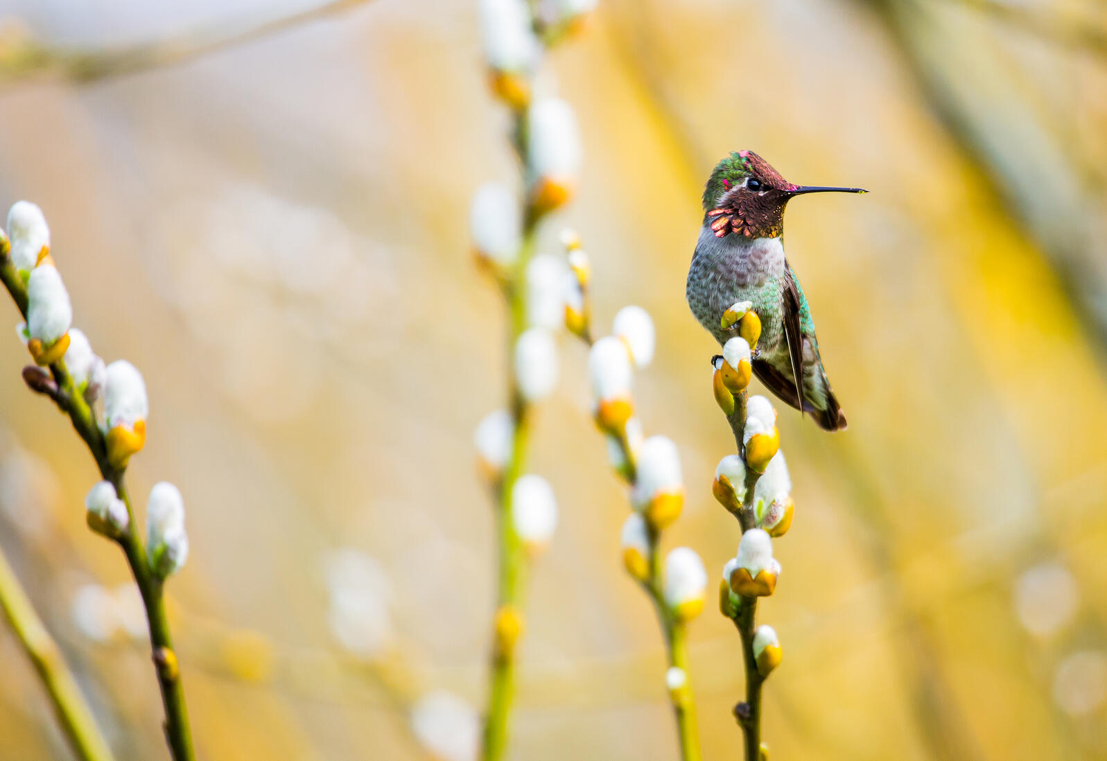 Christmas Bird Count Audobon Society 2022 19 Audubon's Christmas Bird Count Will Look Very Different This Year | Audubon