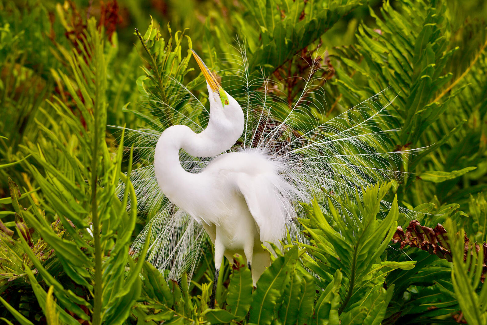 Victory! Federal Judge Rules Trump Administration’s Bird-Killing Policy is Illegal