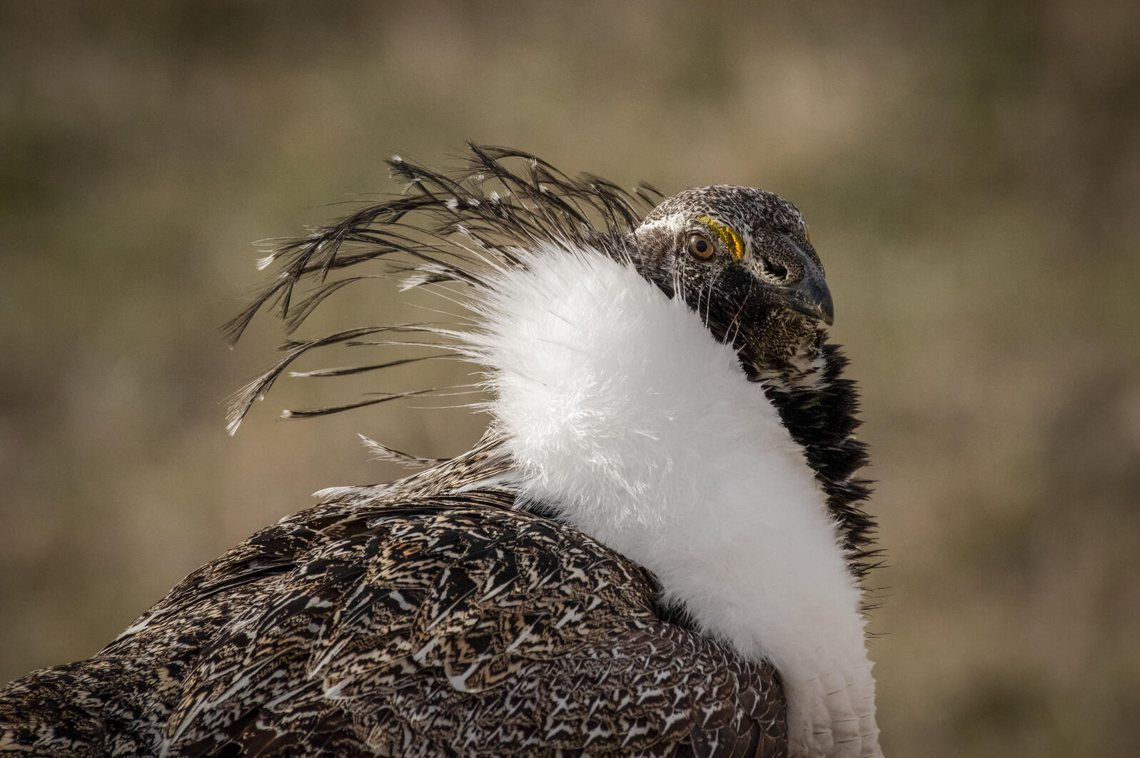 Court Strikes Down Trump Administration’s Sage-grouse Directive, Canceling Hundreds of Oil and Gas Leases Court Strikes Down Trump Administration’s Sage-grouse Directive, Canceling Hundreds of Oil and Gas Leases