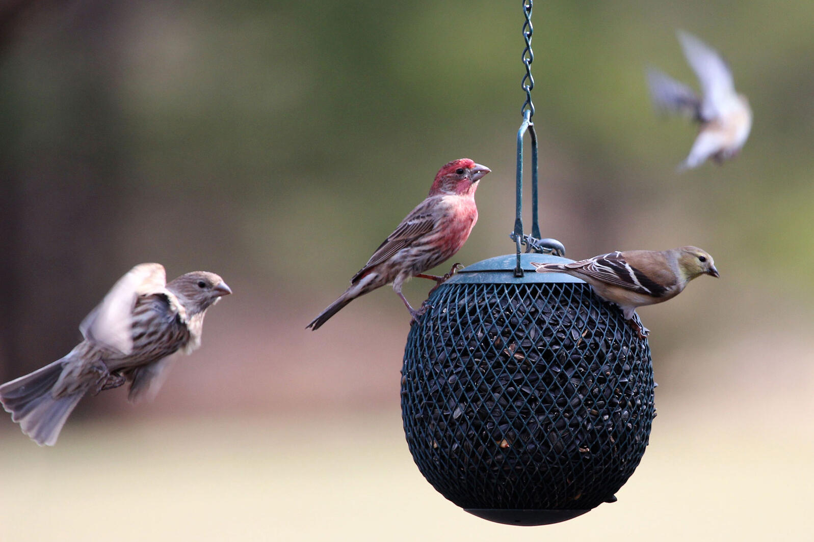 Counting Is Caring Join The Great Backyard Bird Count Audubon