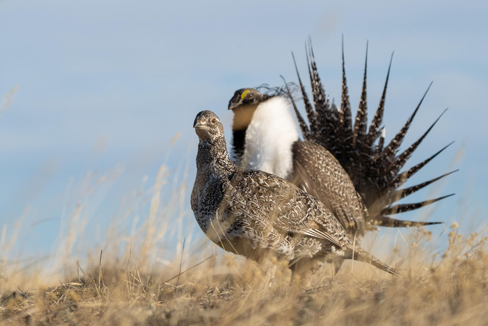 New Federal Report Shows 80-Percent Decline in Greater Sage-Grouse Populations New Federal Report Shows 80-Percent Decline in Greater Sage-Grouse Populations
