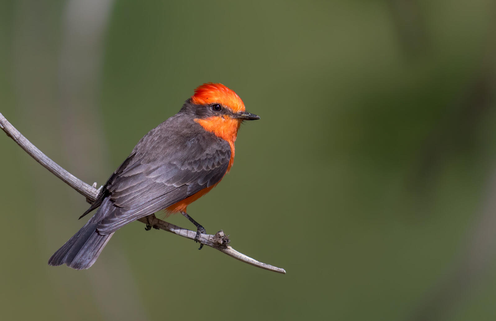 Vermillion Flycatcher. Mick Thompson