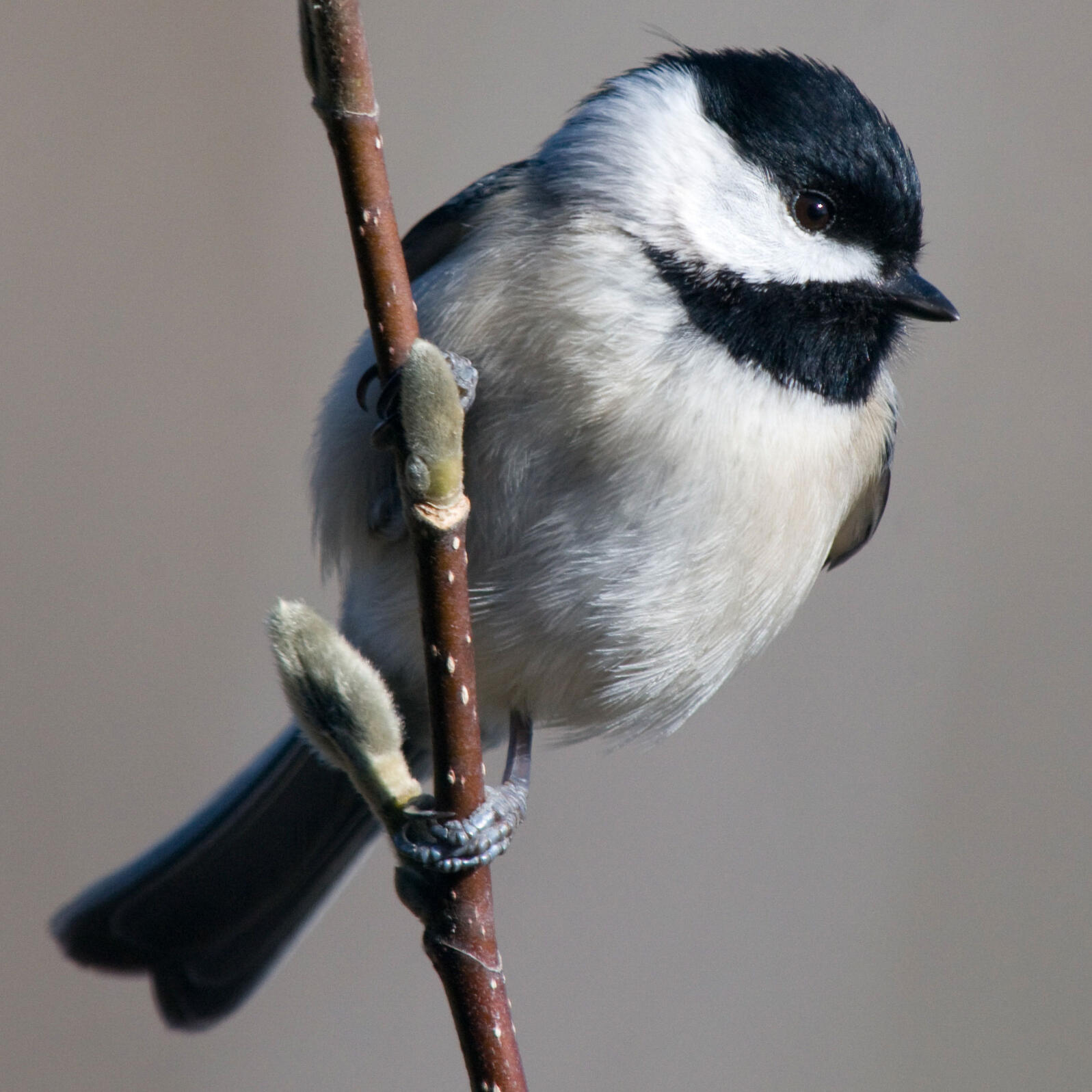 Birdist Rule 71 Figure Out What Kind Of Chickadees You Ve Got