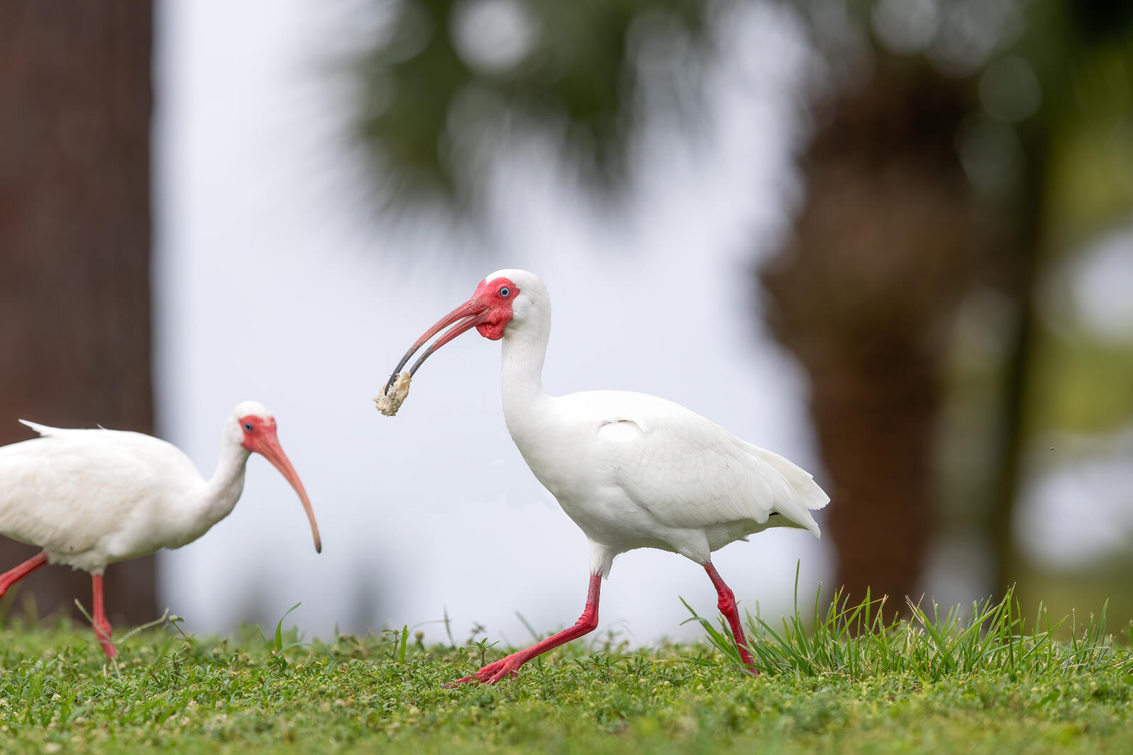 You Can Count on Us Audubon