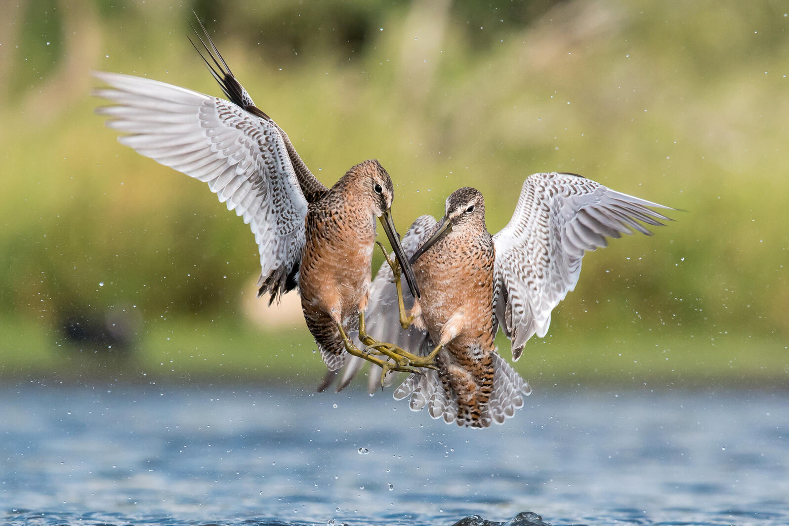 Many Partners Aim to Protect Nevada Wetlands for Shorebirds Many Partners Aim to Protect Nevada Wetlands for Shorebirds