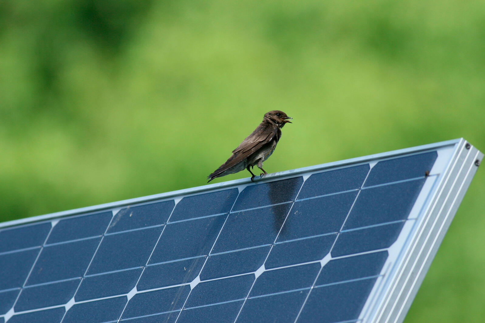 Solar Power and Birds Audubon