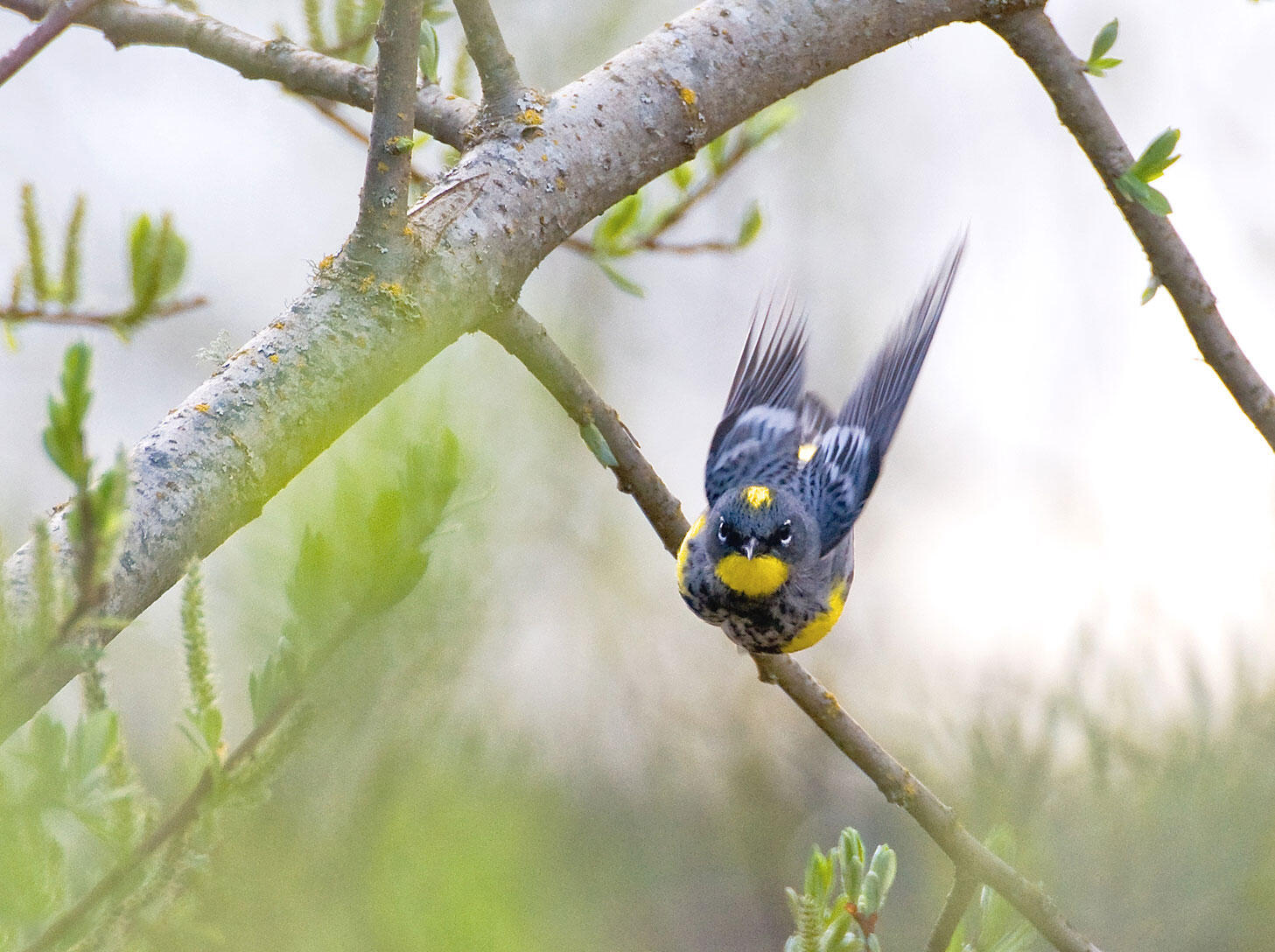 Birdist Rule 41 Identify Your First Warbler Audubon