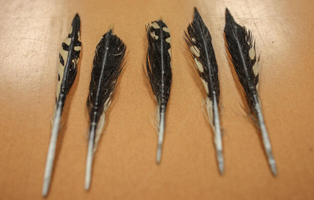 Woodpecker feathers retrieved from what one Field Museum researcher described as a tiger shark's “partially digested goop.” Another sample included a bunch of tiny rubber bands from braces. Trey Spearman/University of South Alabama