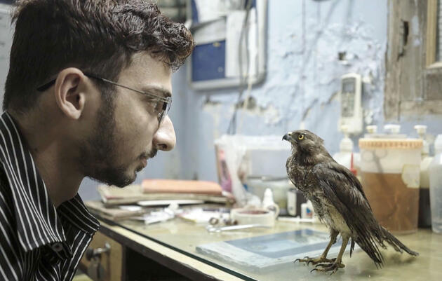A man looks at a disheveled raptor standing on a table looking back at him.
