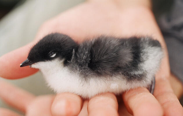 How Two Secretive Seabirds Evaded the Endangered Species List