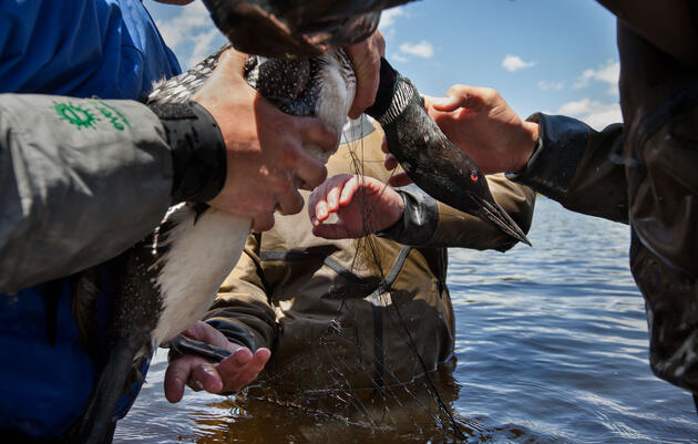 Luring a Common Loon&amp;nbsp;into a net can take hours, but once scientists capture their quarry, they need only 15 minutes to band, weigh, measure, and take blood and feather samples before releasing it.&amp;nbsp; Connor Stefanison.