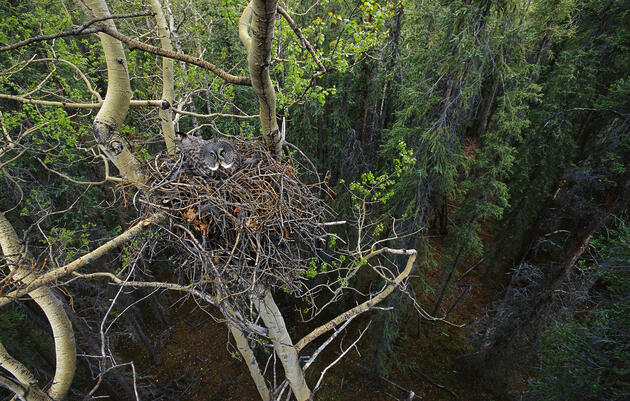 North Woods: el lugar donde las aves boreales lo esperan