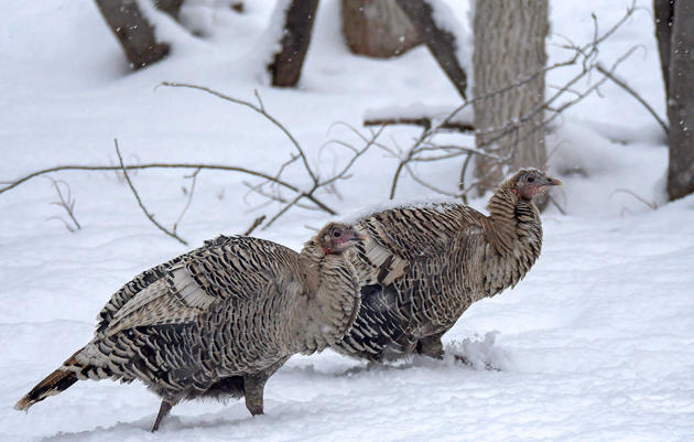 It's estimated that about 1 in 100 Wild Turkeys are smoke morphs—and most of the smoke morphs are female birds. Evan Jenkins