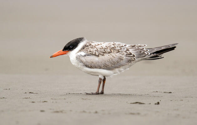 A juvenile Caspian Tern stands on the beach in Ocean Shores, Washington.