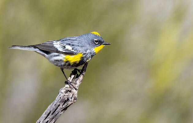 A small gray warbler with patches of bright yellow and a white belly perches on a branch in front of a blurred green background.
