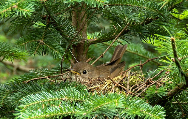 As Climate Change Threatens to Push the Bicknell’s Thrush North, Scientists Are Protecting Its Future Habitat Now