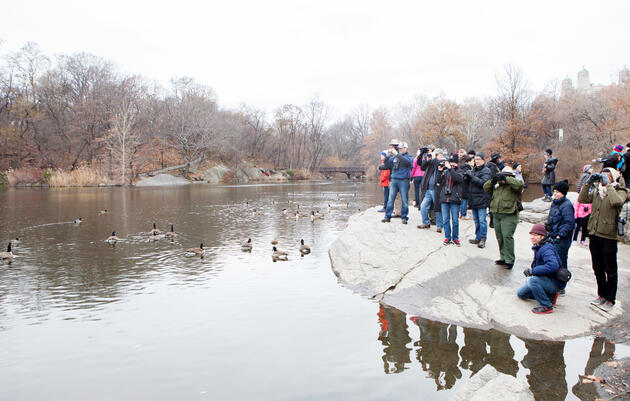 christmas-bird-count-audubon