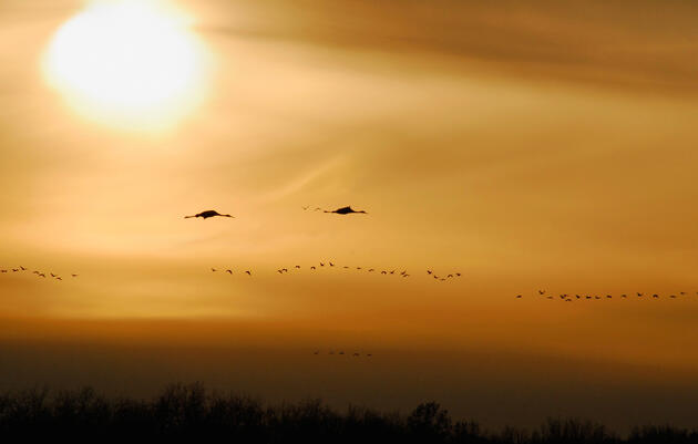 Corredor de la ruta migratoria central