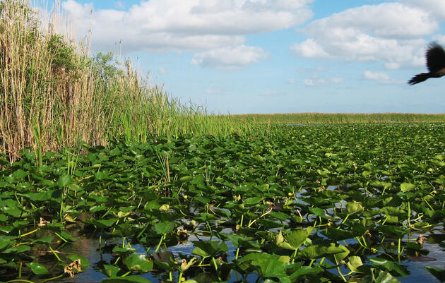 Ecosistema de Everglades